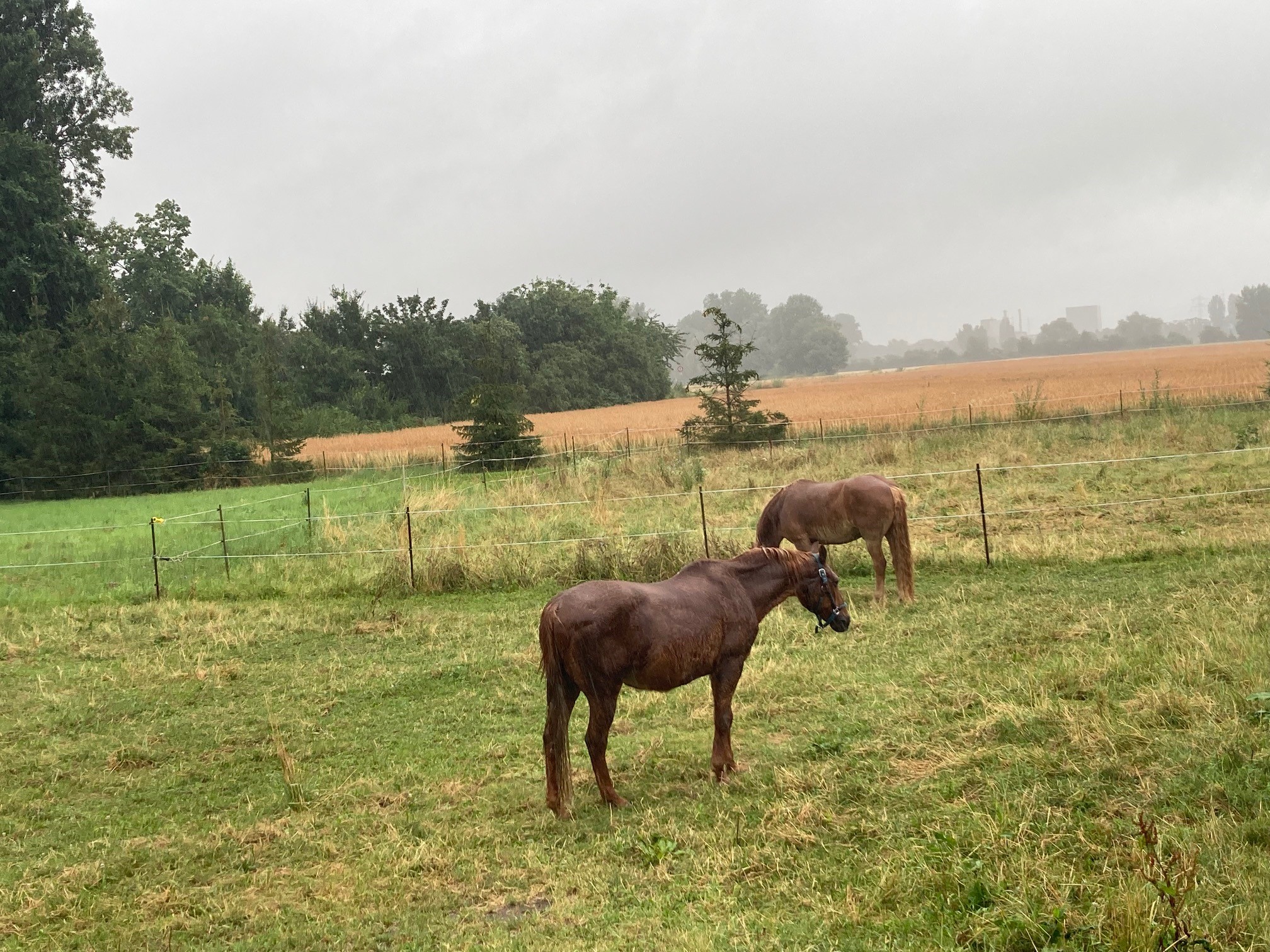 Pferde auf der Weide