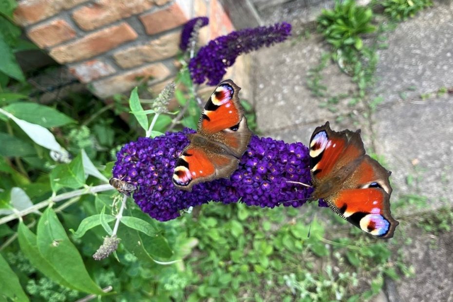 Schmetterlinge