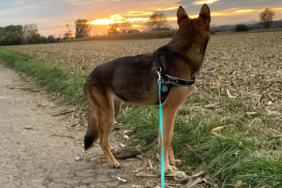 Hund im Sonnenuntergang