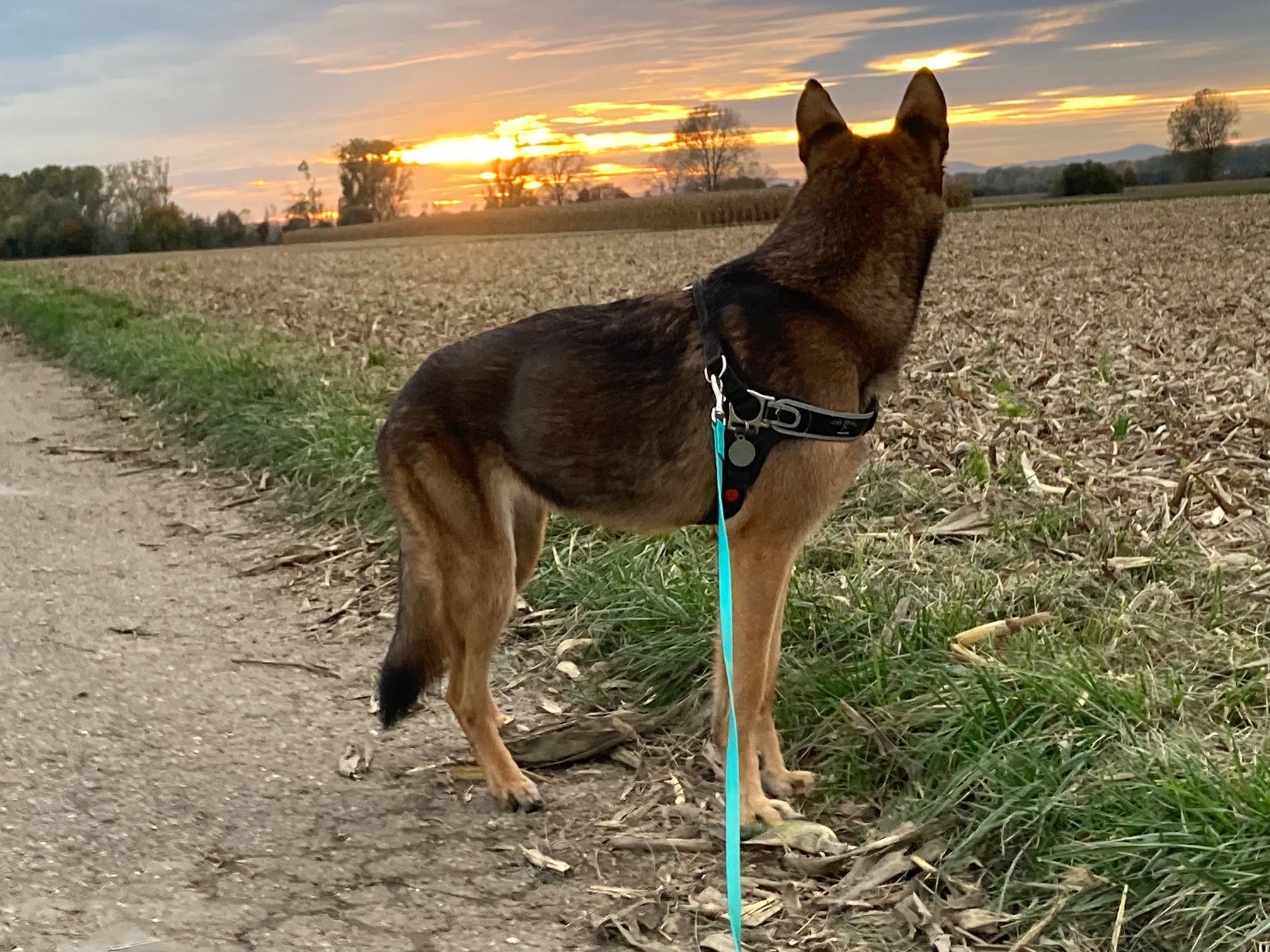 Hund im Sonnenuntergang